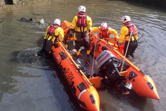 An RNLI crew came to the rescue of the stranded sea mammal in Scarborough's inner harbour yesterday. Pictures courtesy of RNLI/Will Cammish.
