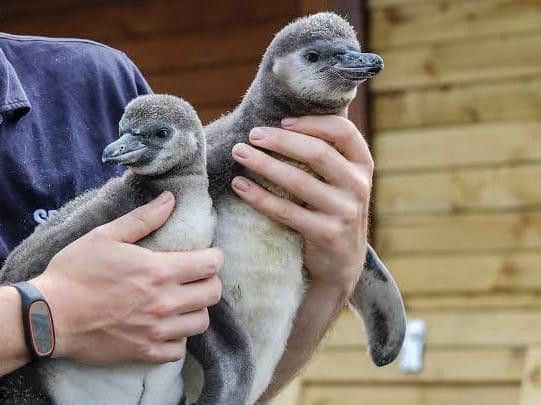 Adorable penguins Barnacle and Hazel