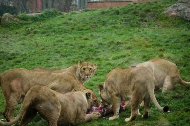 Feeding time for the lions at Flamingo Land.