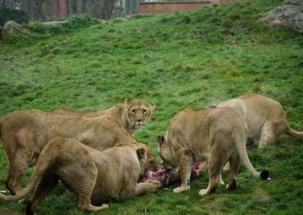 Feeding time for the lions at Flamingo Land.