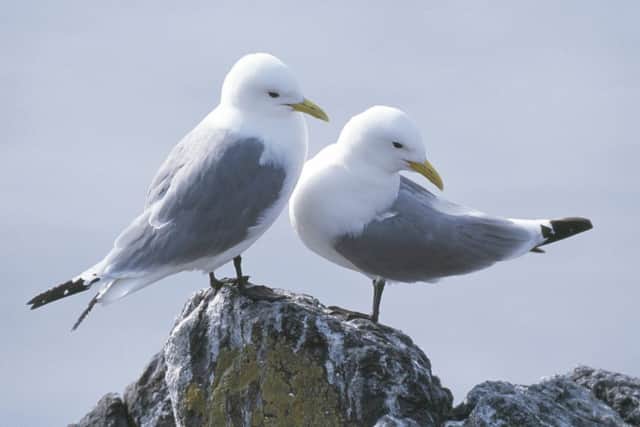 Around 45,000 kittiwakes live on the coast around Flamborough