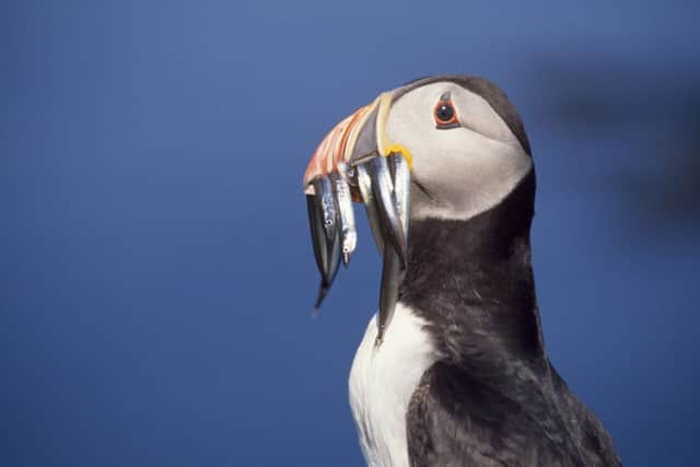 A puffin with sandeels