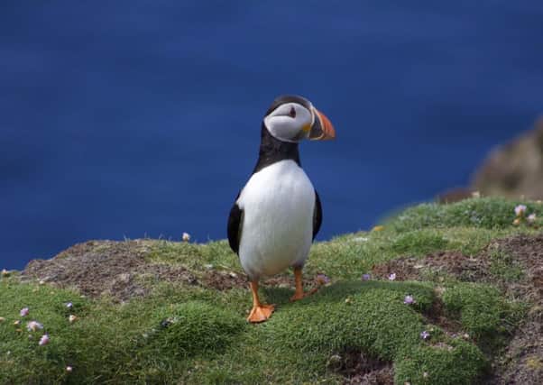Puffins attract thousands of visitors to the Yorkshire coast