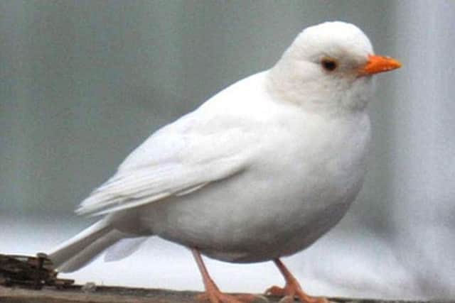 Albino blackbird