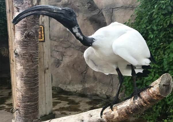 One of the sacred ibis at Flamingo Land.