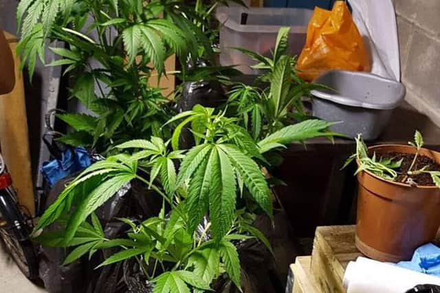 A "small quantity" of cannabis plants were seized.