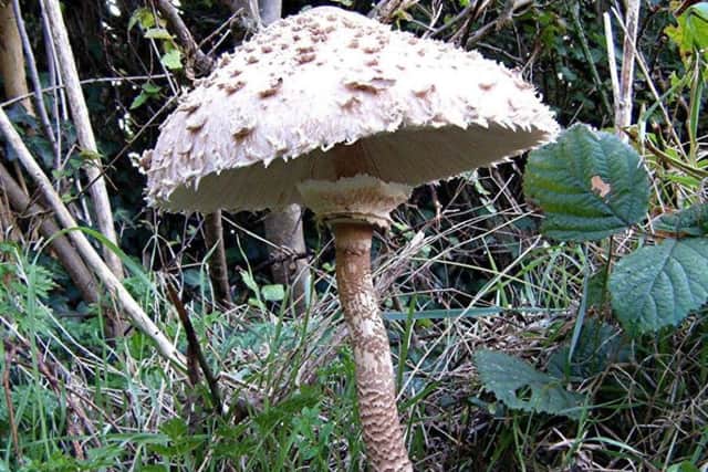 Parasol mushroom  one of our best edible fungi.