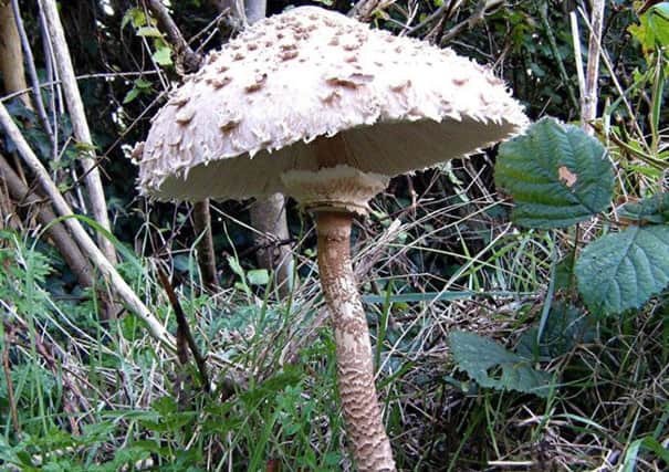 Parasol mushroom  one of our best edible fungi.