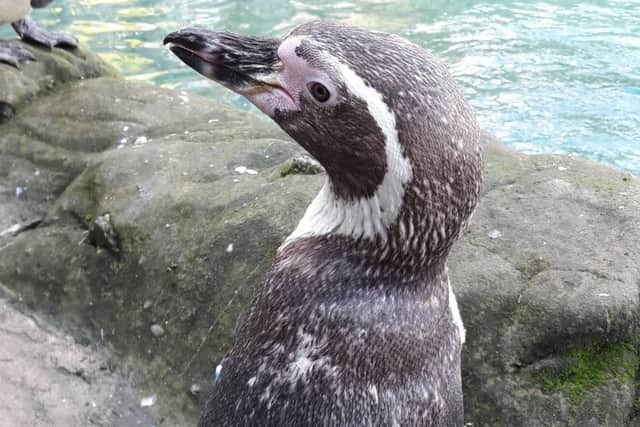 A Humboldt penguin at Flamingo Land.