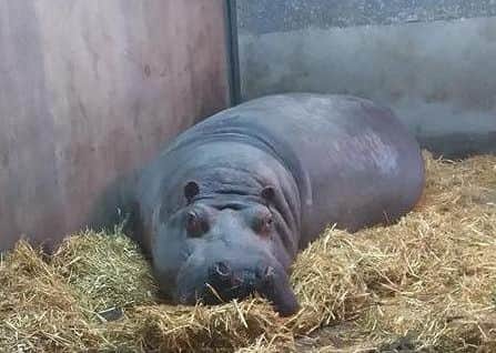 Ernie the hippo celebrates his birthday