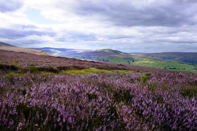 Flowering heather on the North York Moors.