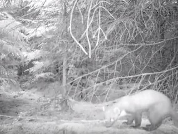 The pine marten was filmed in a North York Moors forest