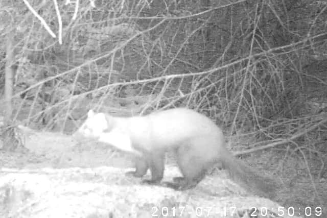 The Pine Marten spotted on the moors.