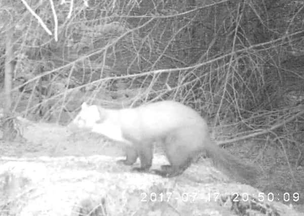 The Pine Marten spotted on the moors.