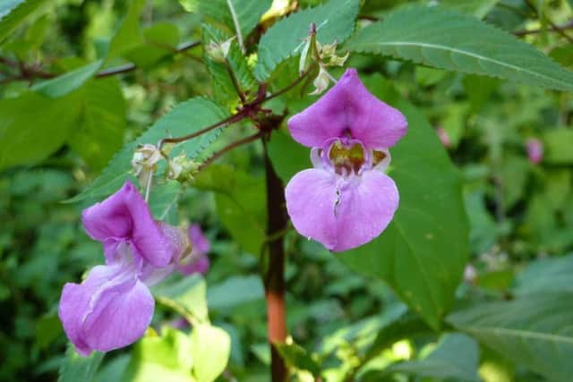 Himalayan balsam
