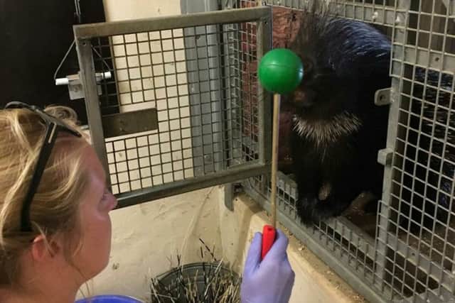 Zookeeper, Becky, target training with Grumpy the porcupine.