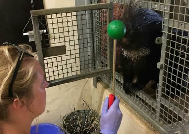 Zookeeper, Becky, target training with Grumpy the porcupine.