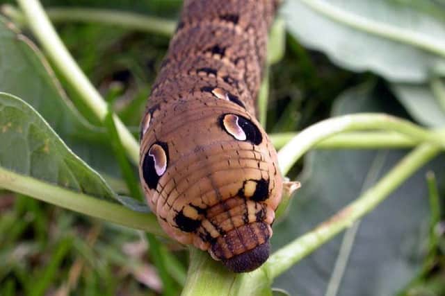Elephant hawk moth caterpillar.