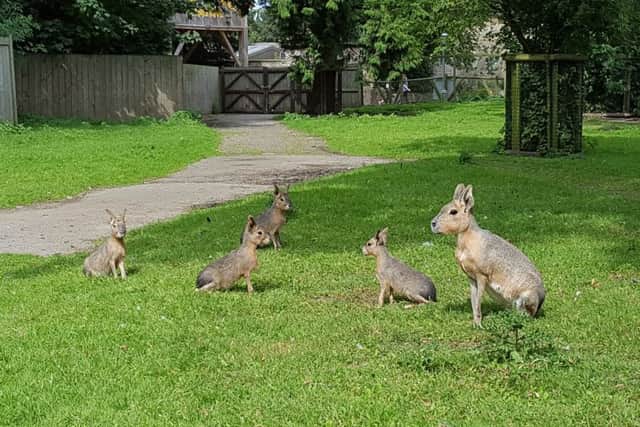 Patagonian female mara with her young.