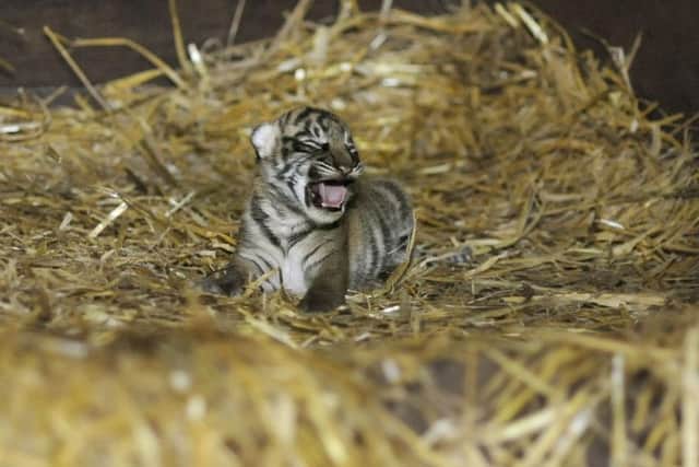 The tiger cub is doing well