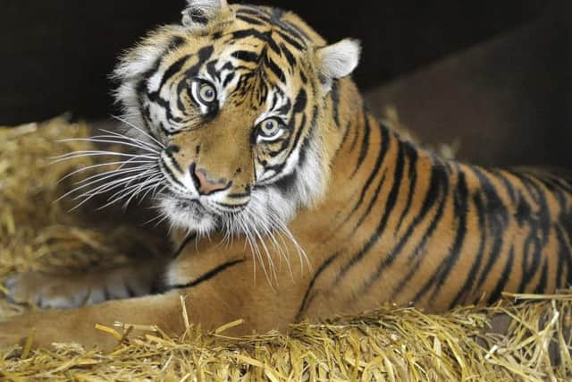 Surya watching over her newborn