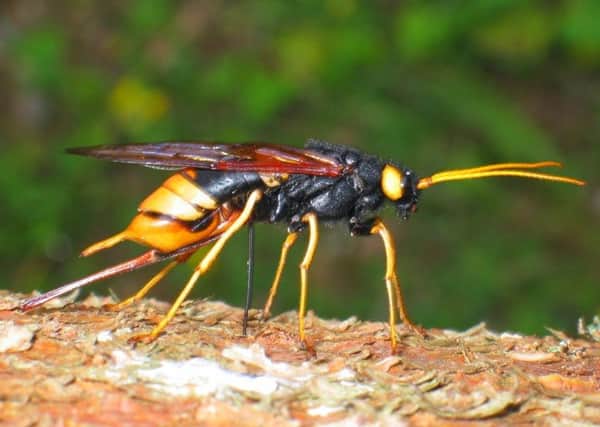 Giant wood wasp