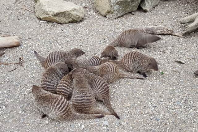 The new pup is now fully integrated into the Mongoose group.