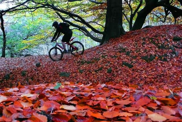 Autumn is coming... so here are some reasons to be cheerful. Picture: Tony Johnson.