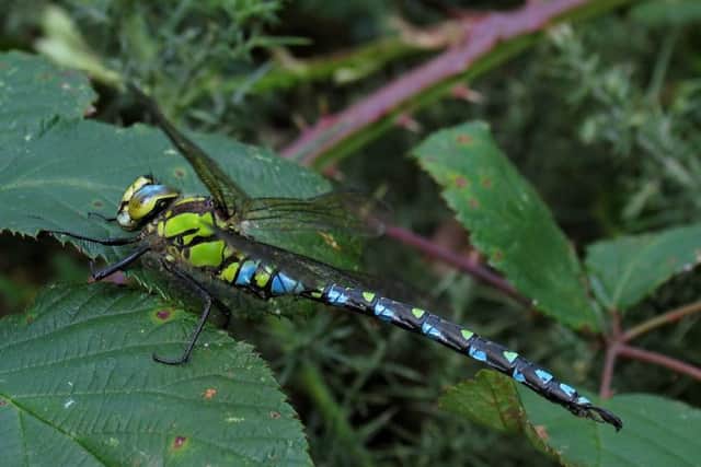 Large hawker dragonfly
