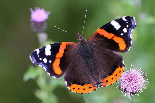 Red admiral butterfly