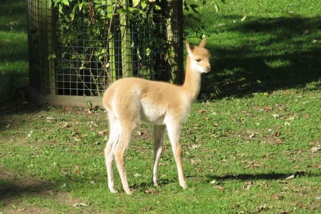 Valerie the vicuna at Flamingo Land