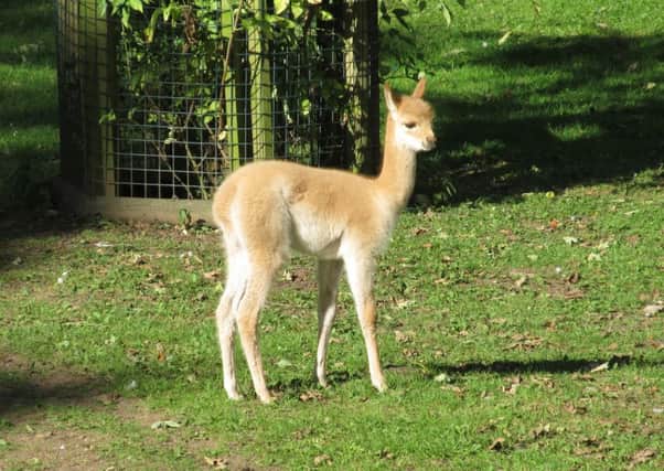 Valerie the vicuna at Flamingo Land