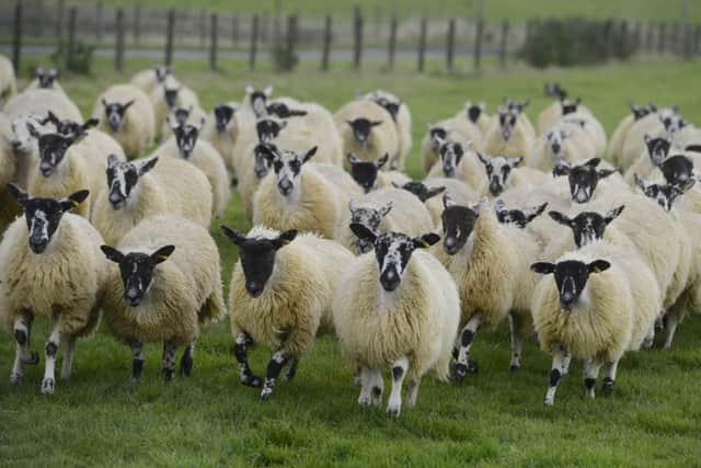 Sheep are among the most vulnerable livestock when it comes to theft due as they are easy to move.