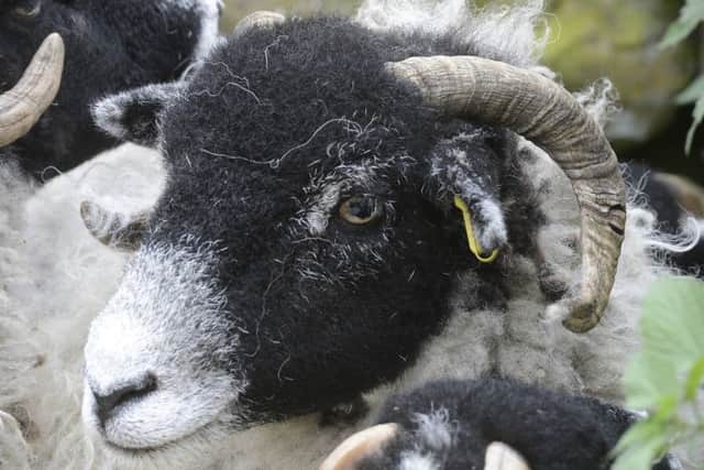 More than 700 sheep were stolen in North Yorkshire last year.