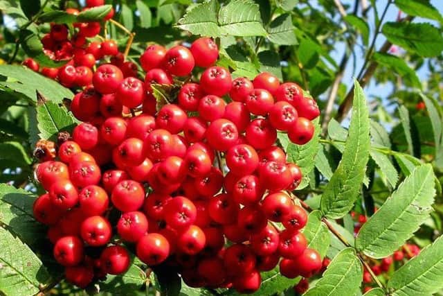 Rowan berries can be made into a jelly with the addition of crab apple.