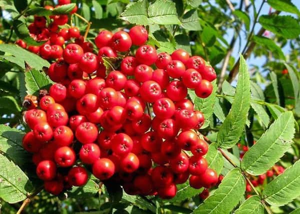 Rowan berries can be made into a jelly with the addition of crab apple.