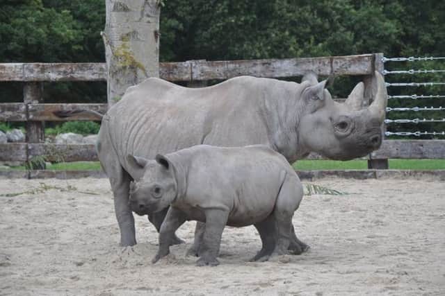 Picture shows Samira and Olmoti when they first came to Flamingo Land.