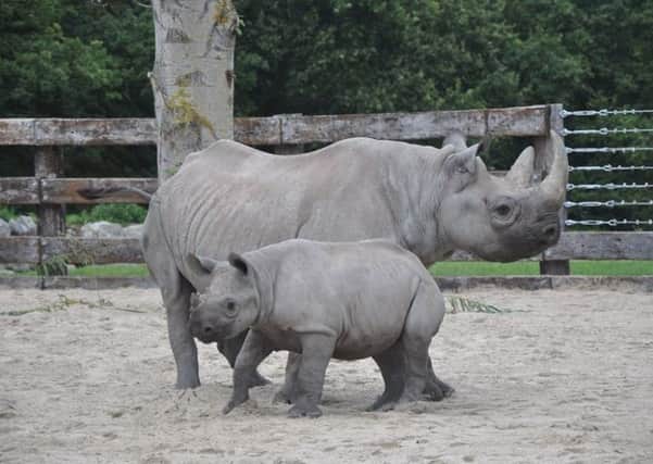 Picture shows Samira and Olmoti when they first came to Flamingo Land.