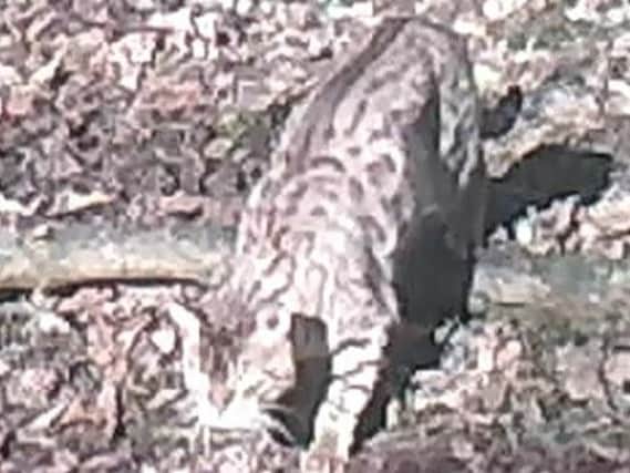 A big cat caught on camera earlier this year.