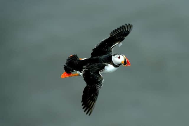 Scientists will share the early findings of Project Puffin at RSPB Bempton.