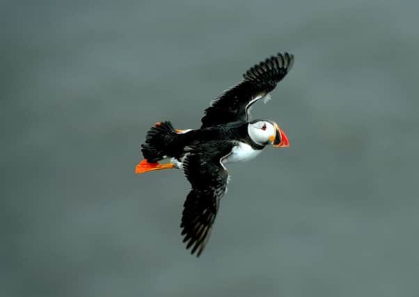 Scientists will share the early findings of Project Puffin at RSPB Bempton.