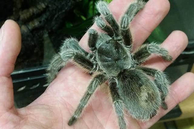 Talula, the Chilean rose tarantula.