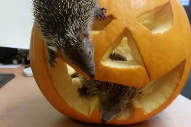 Lesser hedgehog tenrecs Raymond and Bruno explore their pumpkin.