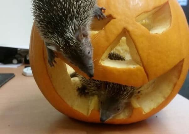 Lesser hedgehog tenrecs Raymond and Bruno explore their pumpkin.