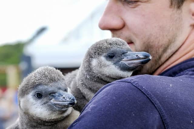 Two of the Humboldt penguin chicks at Sealife Scarborough.