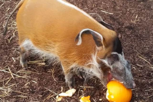 Radley the red river hog enjoys a pumpkin at Flamingo Land.