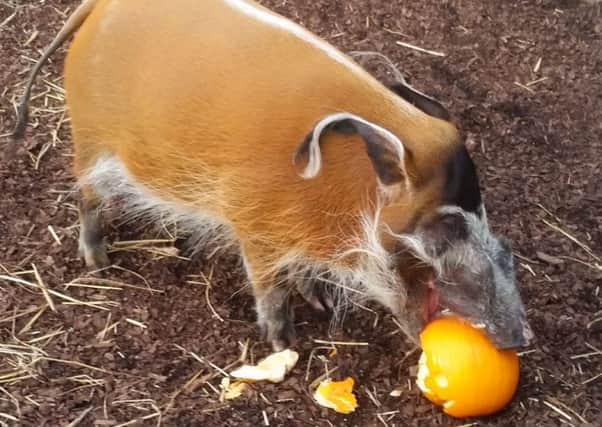 Radley the red river hog enjoys a pumpkin at Flamingo Land.