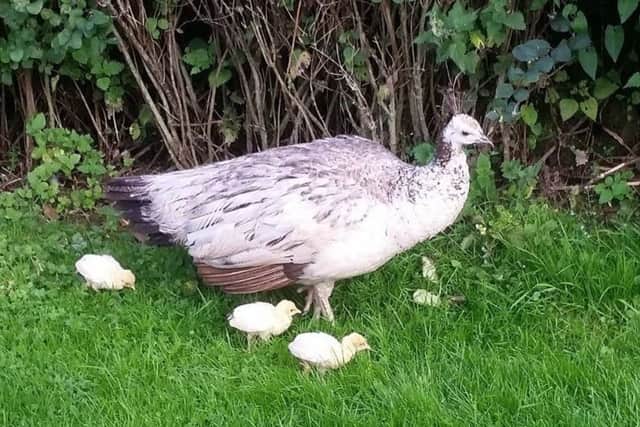A peahen with her young chicks in the grounds at Flamingo Land.