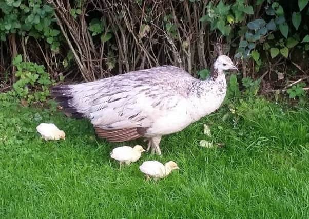 A peahen with her young chicks in the grounds at Flamingo Land.