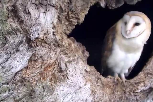 Wildlife caught on camera at decaying tree